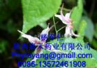 Epimedium Extract